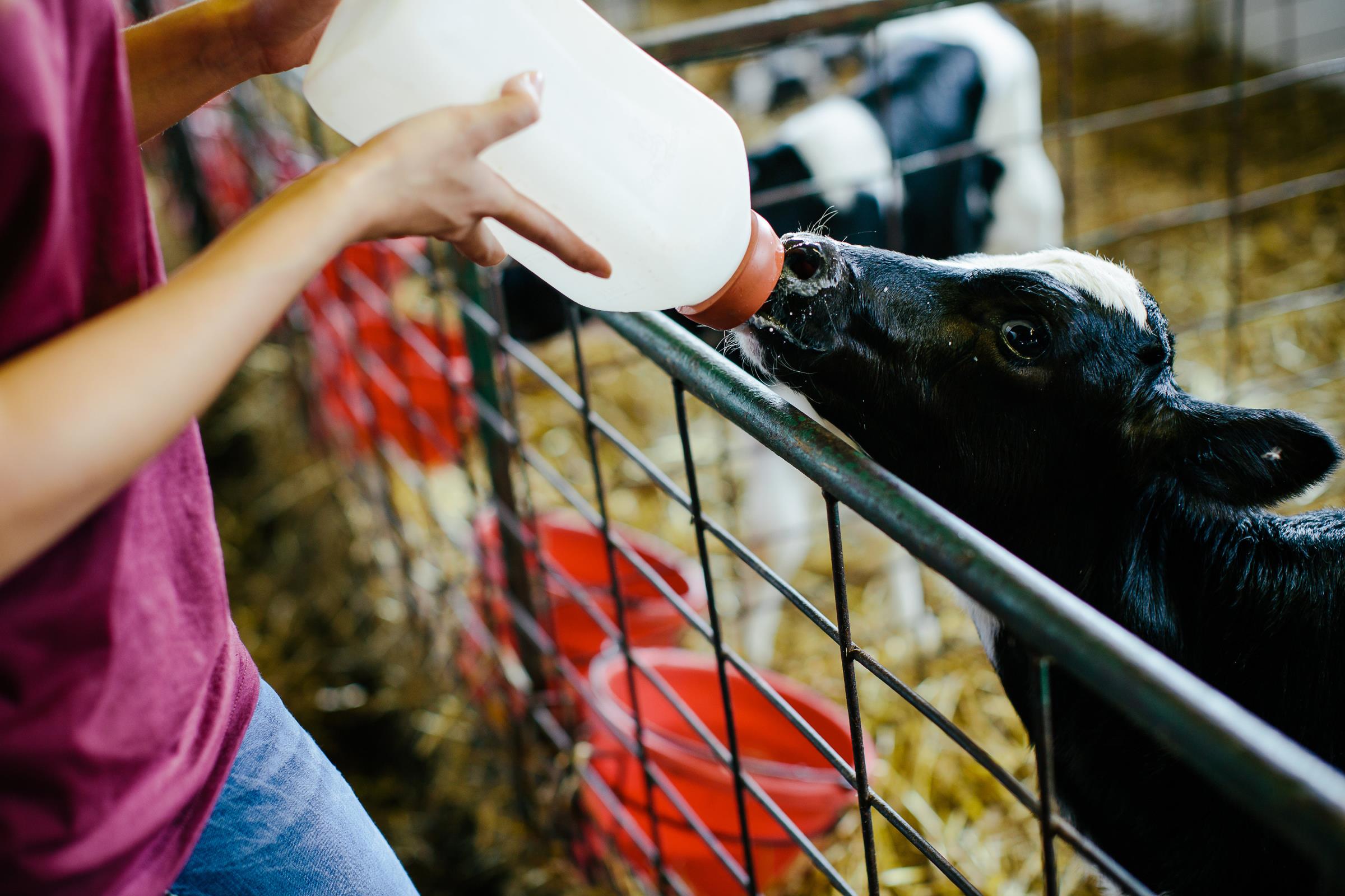 Student worker bottle feeding a young calf